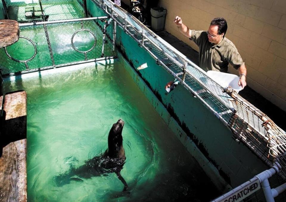 En esta foto de archivo de 2013, John Alcorn, del Morro Bay Aquarium, alimenta a Rames, que entonces era uno de los tres leones marinos de las instalaciones. Joe Johnston/jjohnston@thetribunenews.com