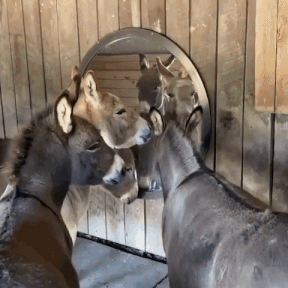 A bunch of donkeys looking in a mirror