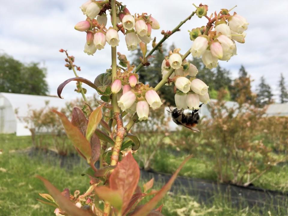 <span class="caption">Les abeilles domestiques sont souvent utilisées pour la pollinisation des bleuets, mais les bourdons sauvages sont également d’excellents pollinisateurs.</span> <span class="attribution"><span class="source">(Alison McAfee)</span></span>