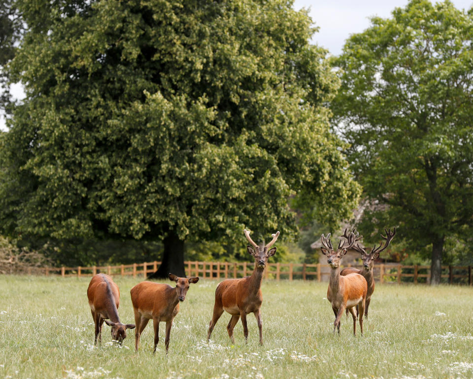 Deer graze at the Rooksnest estate near Lambourn, England, Tuesday, Aug. 6, 2019. The manor is the domain of Theresa Sackler, widow of one of Purdue Pharma’s founders and, until 2018, a member of the company’s board of directors. The Associated Press' review of court papers, securities filings by companies that have had dealings with Purdue, and documents leaked from an exclusive Bermuda law firm, show how family members have worked to cloak their wealth. (AP Photo/Frank Augstein)