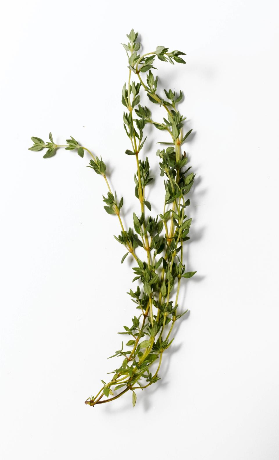 A sweet and savory and fragrant gentle giant. One Epi staffer said "I'd call thyme the Andre the Giant of the herb world, but Andre the Giant is dead." But you know what's alive—and stays alive in your fridge for almost two weeks? Thyme.