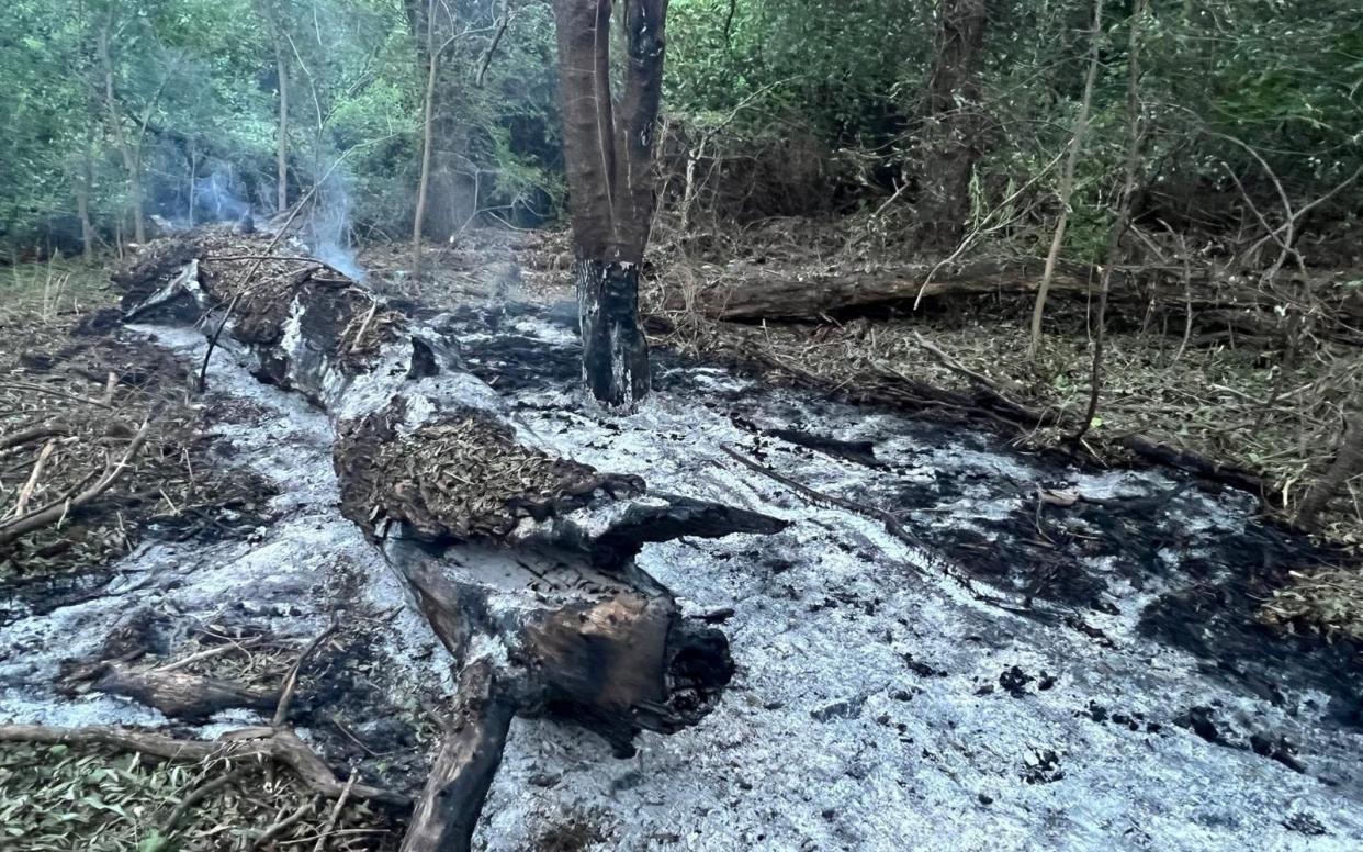 A view of the forested area where the Geran 1/2 drone was found after the UAV passed over Ukraine