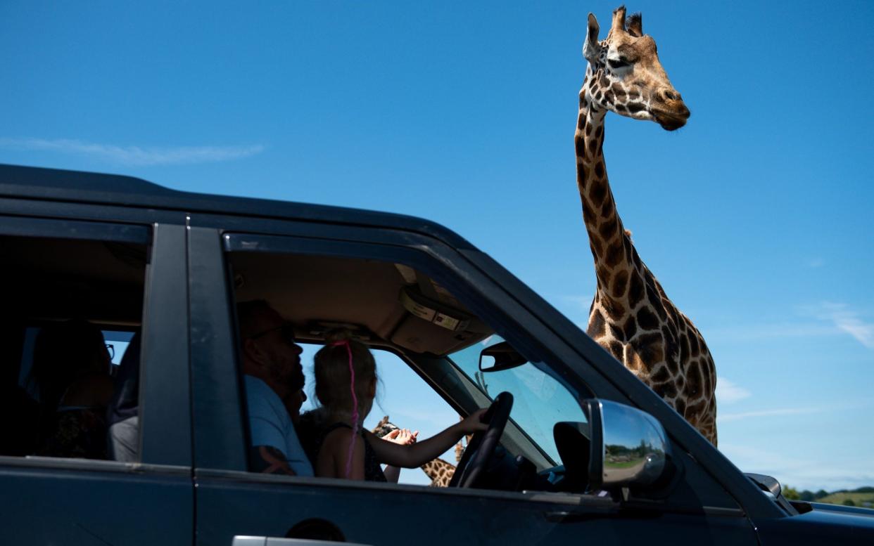 giraffe next to a car at West Midlands Safari Park in Bewdley 23/06/2020. - Jacob King/PA