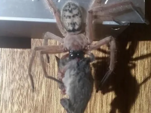 Justine Latton's husband spotted this spider devouring its prey while on a trip to a national park in Tasmania, Australia. (Justine Latton/Facebook)