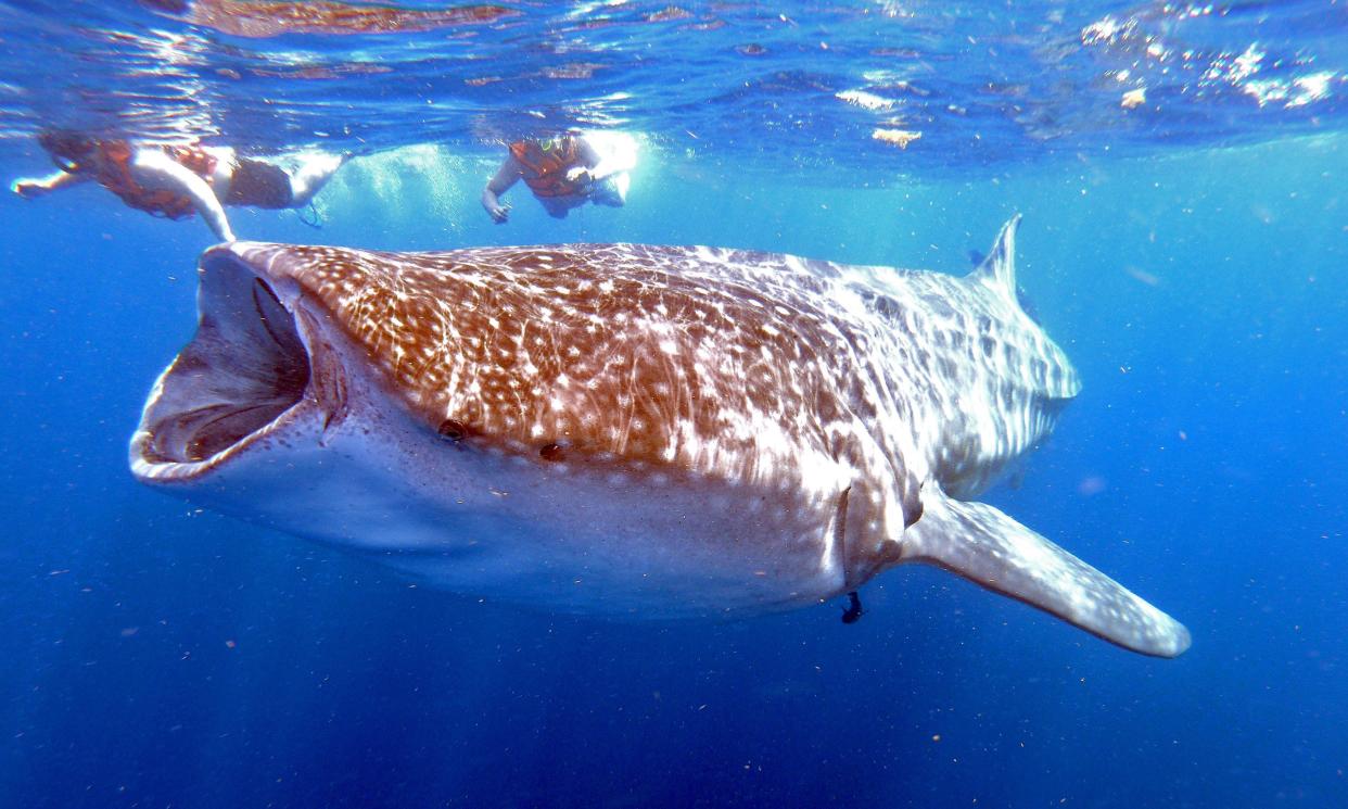 Whale sharks can reach 60 feet in length, and on average, these fish weigh 20.6 tons.