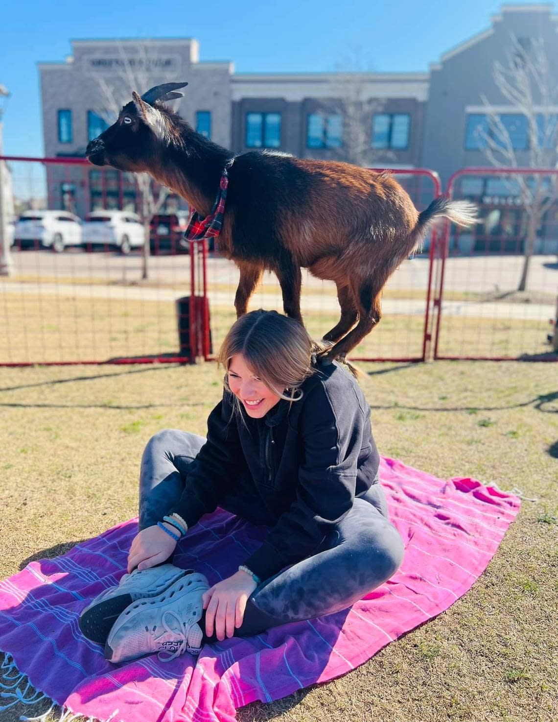 Goat standing on participant’s neck and shoulders as she is in the “easy yoga pose” at Goat Yoga Dallas’s Pecan Sqaure, Hillwood event. Courtesy photo by Goat Yoga Dallas facebook.