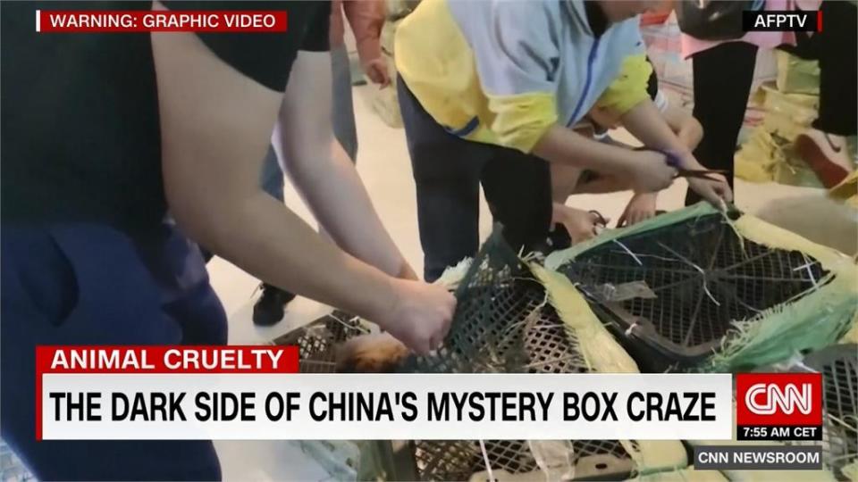 沒人性！中國「寵物盲盒」抽獎 毛孩關箱內悶死