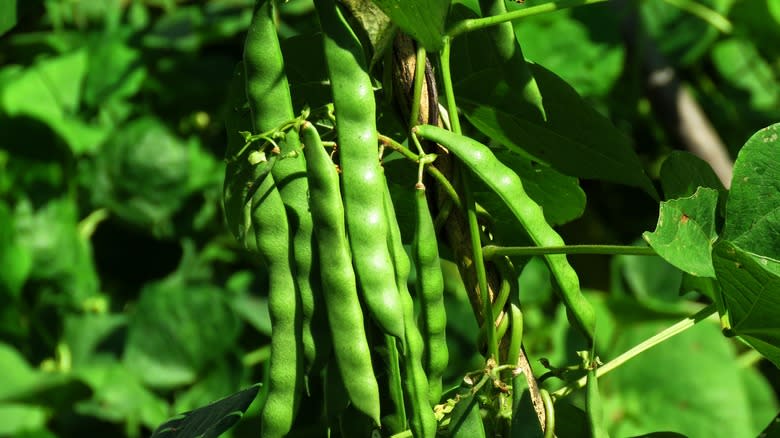 French beans on the vine