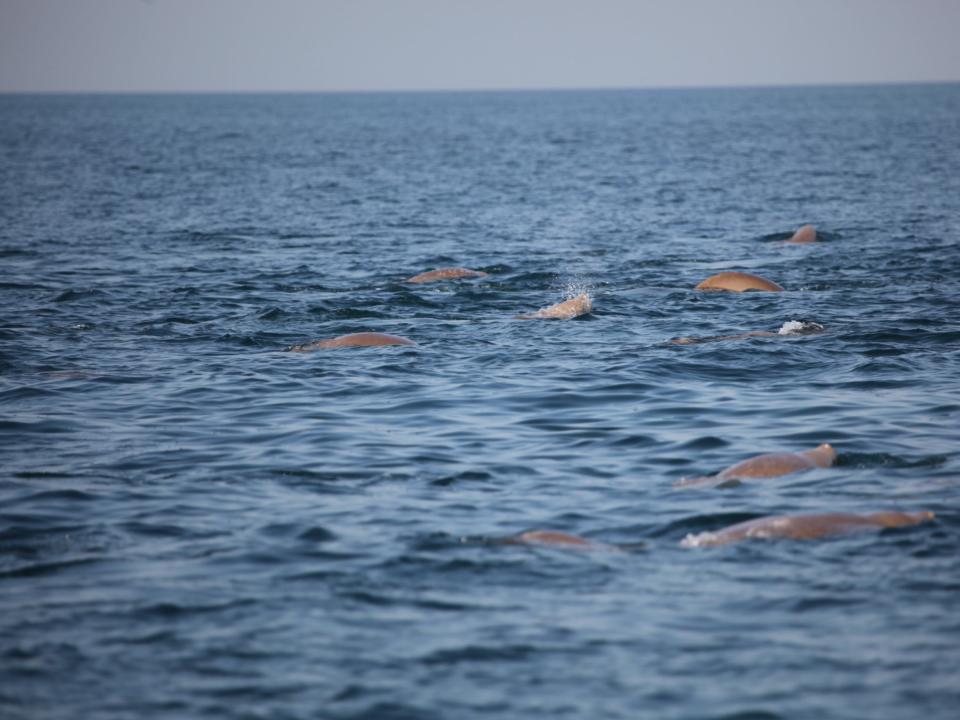 Qatar National Tourism Council is celebrating the conservation of its dugong population (Qatar National Tourism Council)