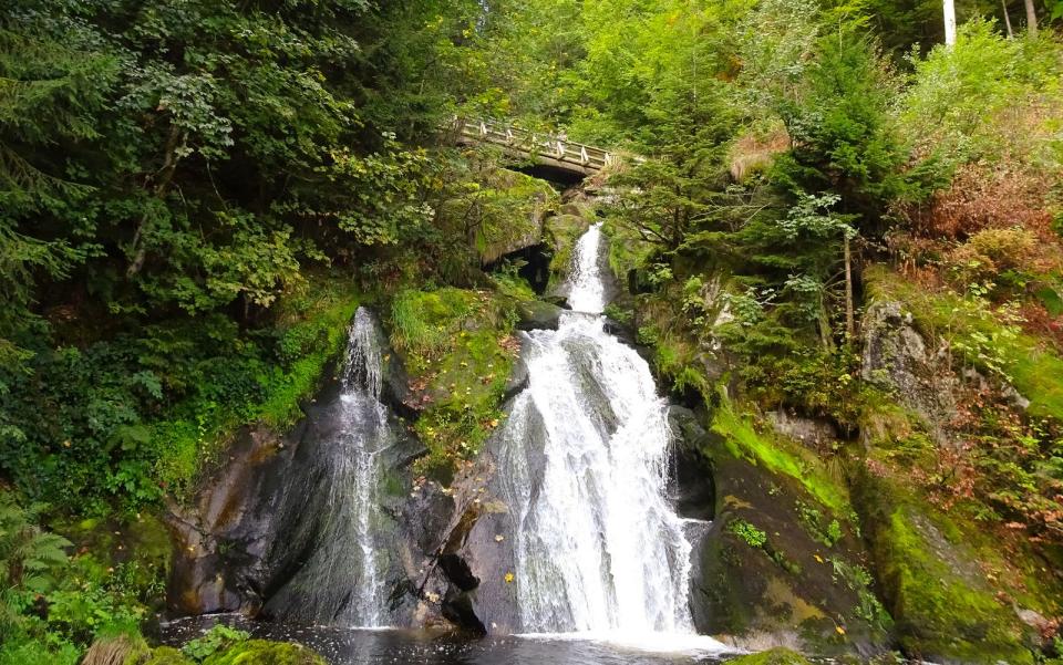 Im Südwesten Deutschlands befindet sich der Nationalpark Schwarzwald. Das in Baden-Württemberg liegende Gebiet beeindruckt durch rötlich-braune Felsformationen und wilde Wasserfälle. Die Wälder stehen auf der ältesten Mittelgebirgsformation Europas und gelten als wichtigster deutscher Lebensraum für den Specht. Außerdem fühlen sich hier Rothirsche, Wildschweine, Baummarder, Rehe, Raufußkäuze und Alpenspitzmäuse zu Hause. (Bild: iStock / HPS-Digitalstudio)