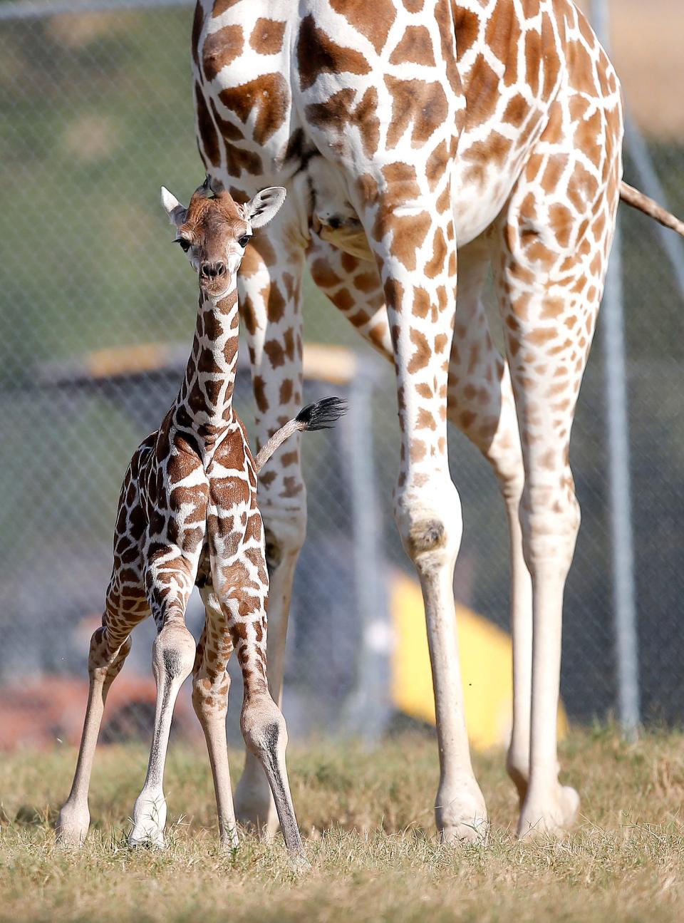 A baby giraffe stands next to her mom, Julu, at the Oklahoma City Zoo and Botanical Garden in Oklahoma City, Tuesday, Sept. 21, 2021.