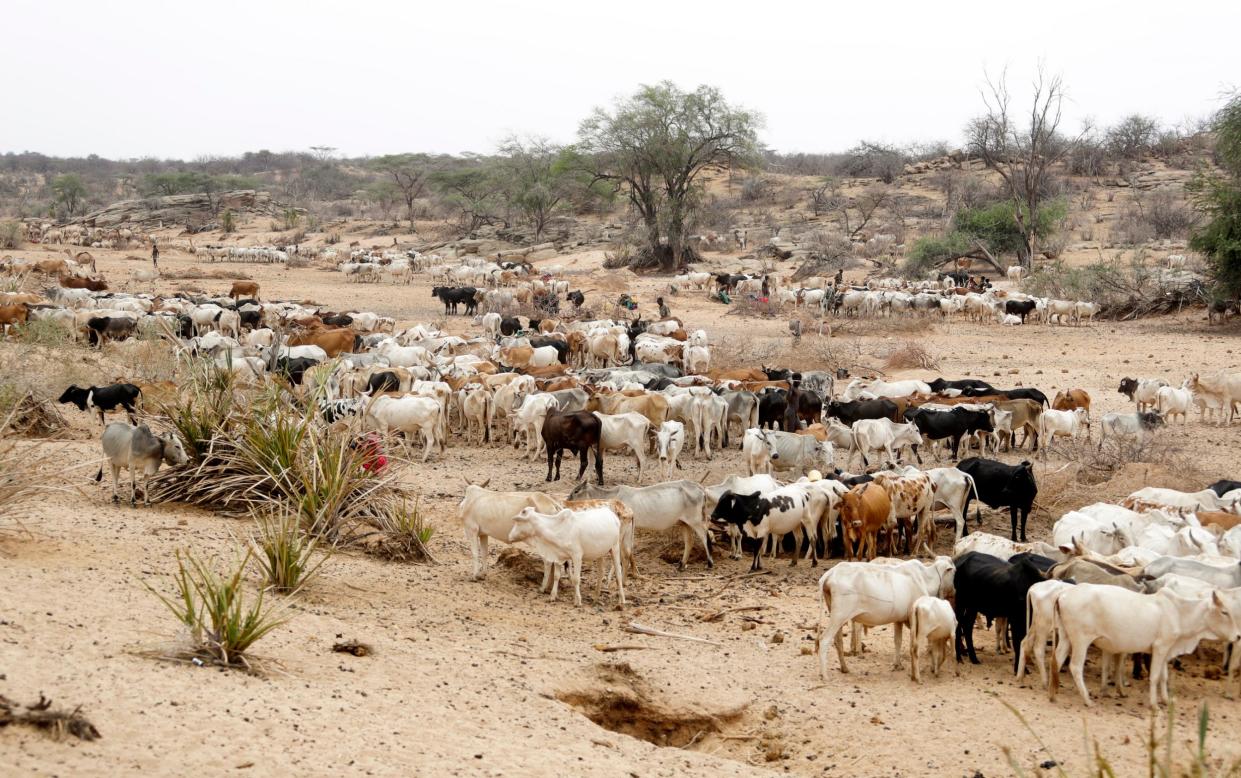 Cattle roam in Samburu County, Kenya