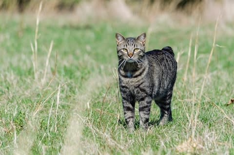 A (very cute) Manx cat - Credit: GETTY