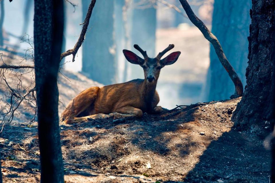 Homes and structures were destroyed by the South Fork Fire in Ruidoso, New Mexico. About 1,400 structures were damaged by the fire according to New Mexico officials. In this June 19, 2024 photo a deer can be seen on a property that was destroyed.