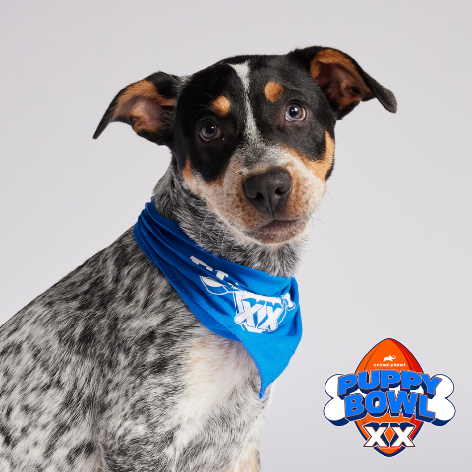 Snack Prescott, an Australian cattle dog/American pit bull terrier mix, is one of the two Texas dogs to be featured in this year's Puppy Bowl
