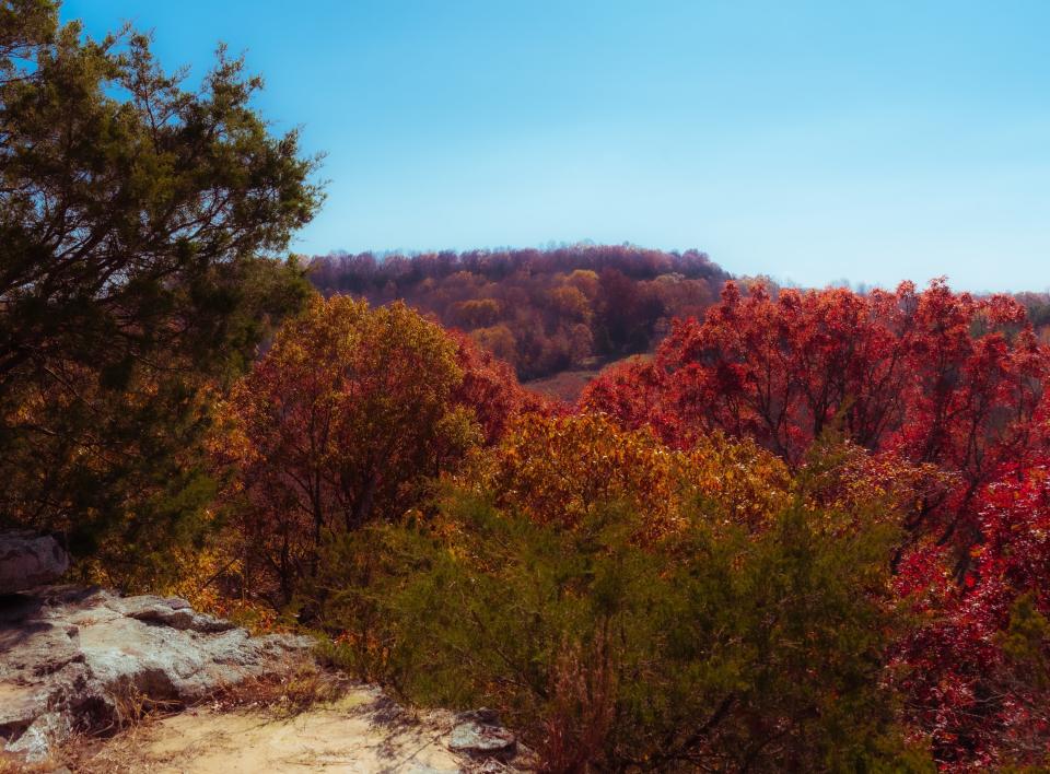 Photo of fall trees at the Ferne Clyffe State Park