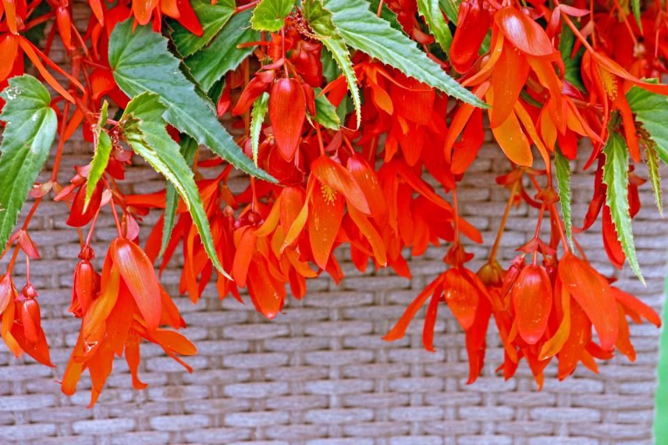 11) Begonia Boliviensis