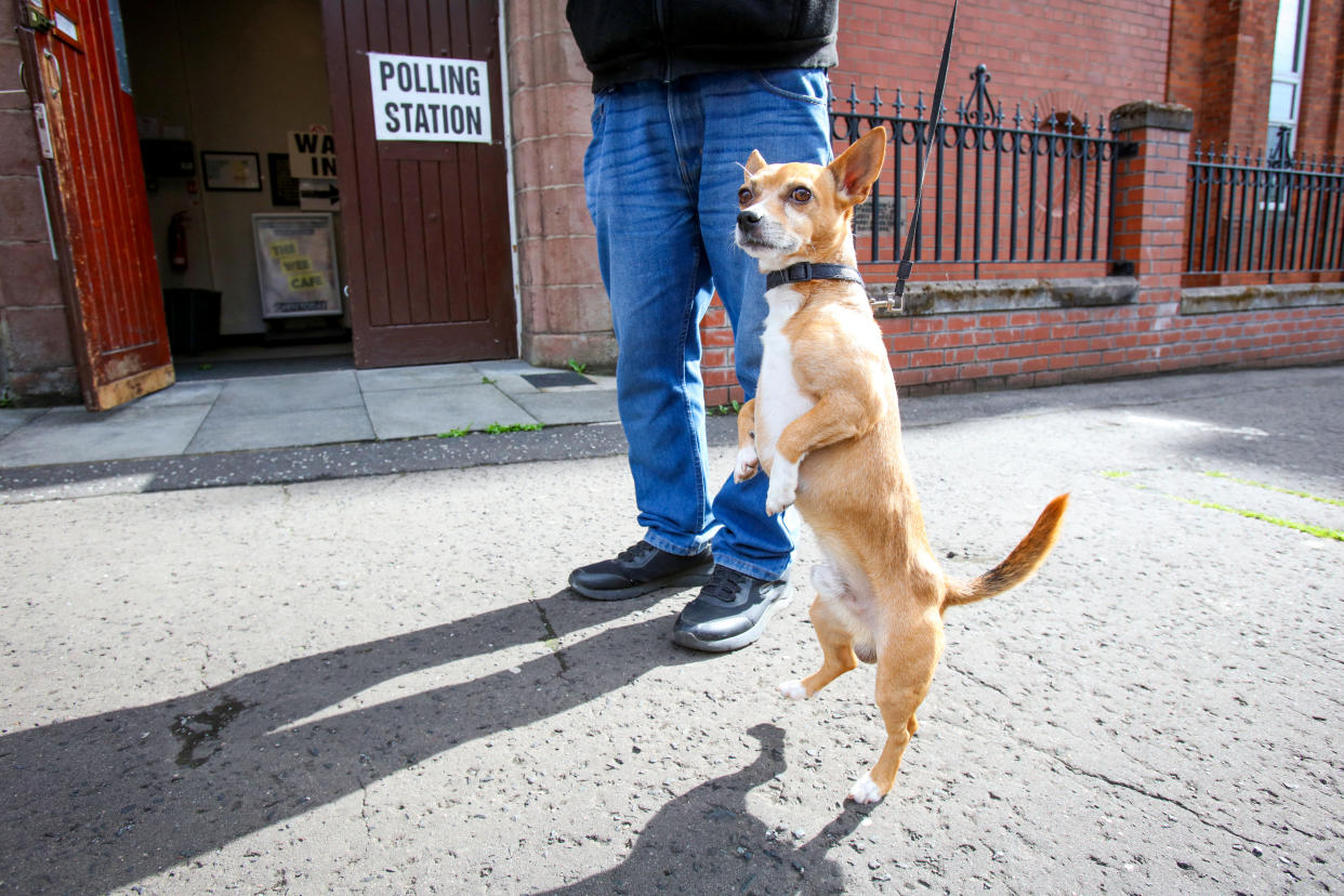 Marley the dog waits for its owner outside a polling station in Belfast on July 4, 2024 as Britain holds a general election. Voters will cast ballots from 7:00 am (0600 GMT), with polls predicting that Labour will win its first general election since 2005 -- making its leader Keir Starmer prime minister. (Photo by Paul Faith / AFP) (Photo by PAUL FAITH/AFP via Getty Images)
