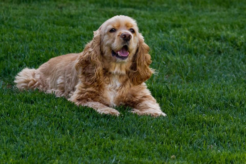 Cocker Spaniel