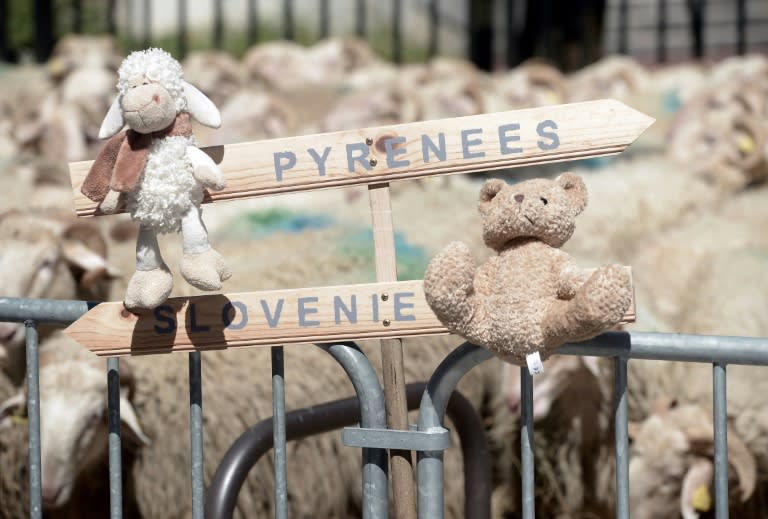 French shepherds have held a number of protests over plans to bring bears to the French Pyrenees from Slovenia, with the demonstrations generally featuring teddy bears