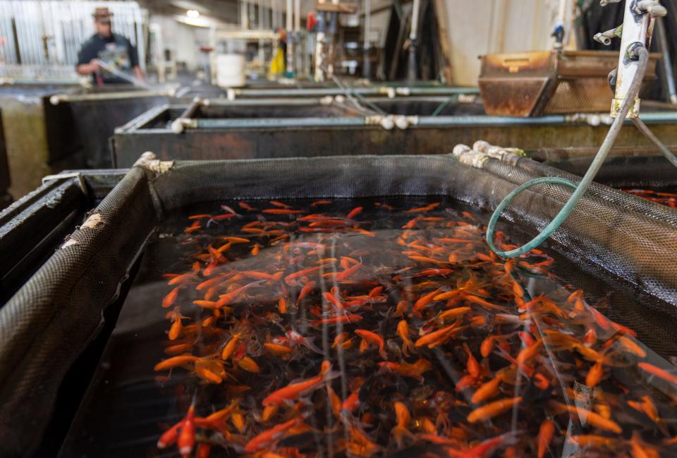 Fantail goldfish in tanks at Grassyfork Fisheries, Martinsville, Friday, May 20, 2022, part of Ozark Fisheries, breeds various types of small aquatic animals including koi and bullfrog tadpoles. 