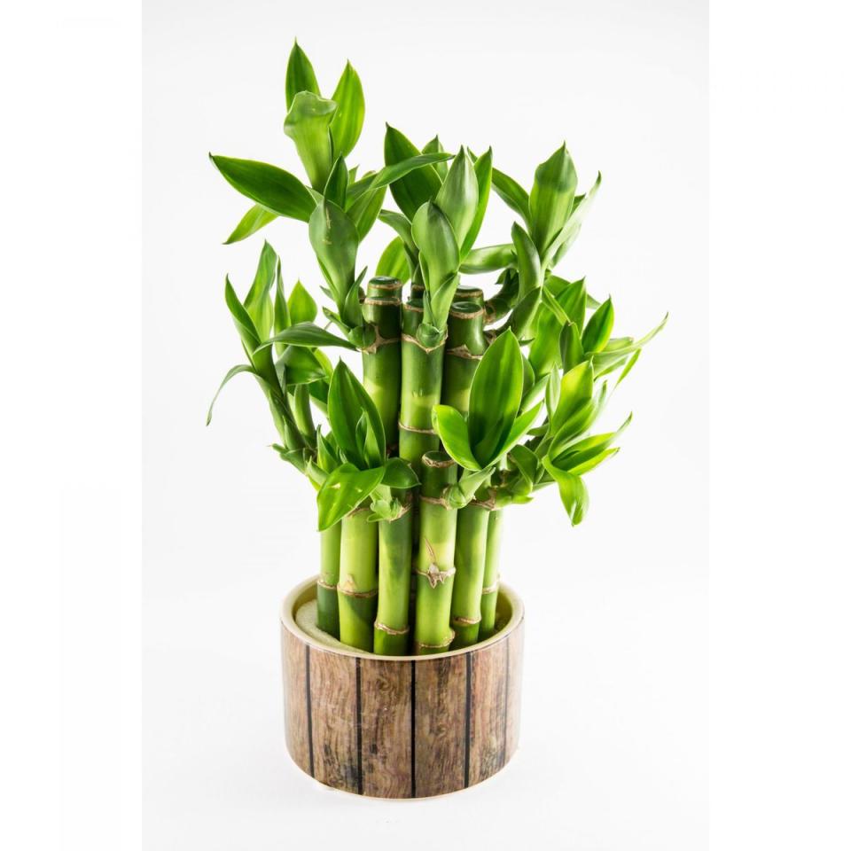 Lucky Bamboo Plant