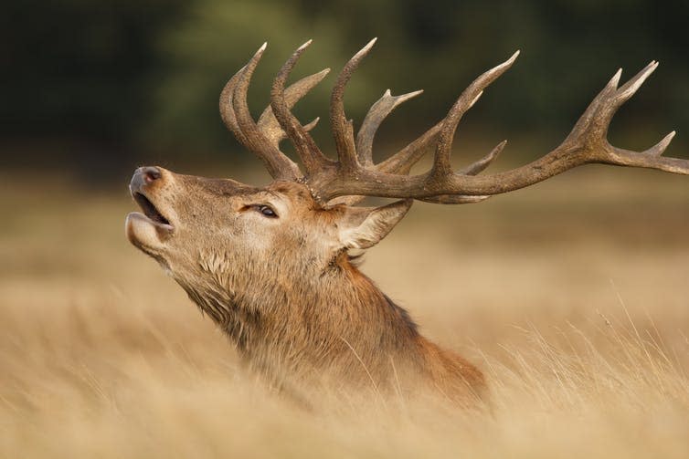 <span class="caption">One of the stag party.</span> <span class="attribution"><a class="link " href="https://www.shutterstock.com/image-photo/red-deer-stag-cervus-elaphus-richmond-575483611?src=s58RF_eSDmhuMabAdyCnbg-1-22" rel="nofollow noopener" target="_blank" data-ylk="slk:Shutterstock;elm:context_link;itc:0;sec:content-canvas">Shutterstock</a></span>