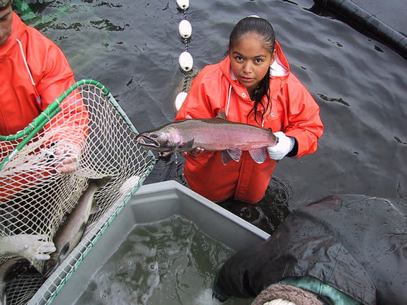 Employees collect coho salmon at the Chiwawa River hatchery near Wenatchee, Wash.