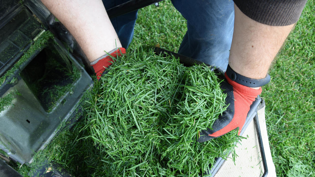  Grass clippings being held 