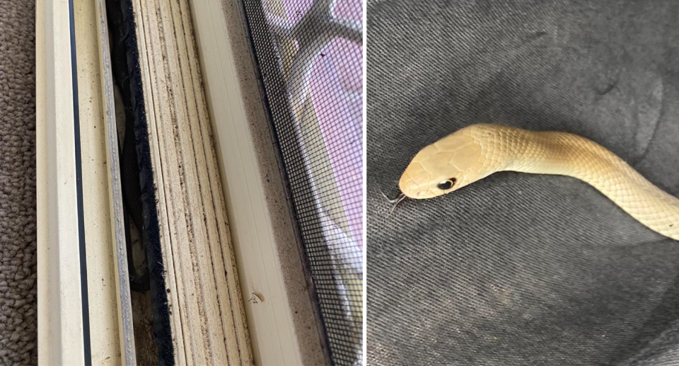 Left, the deadly creature is barely visible in the sliding door frame. Right, the eastern brown slithering on a grey cover.