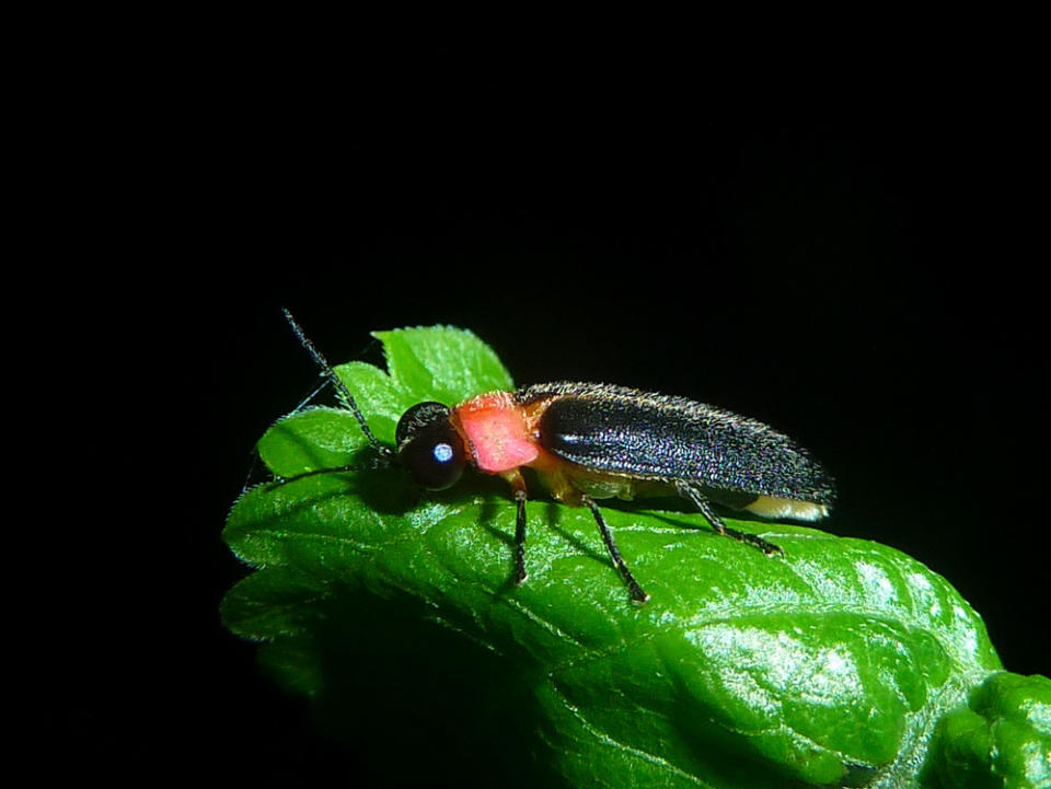 紅胸黑翅螢(雄蟲)。   圖：新北市自然生態保育團隊志工溫炳彬 / 攝影