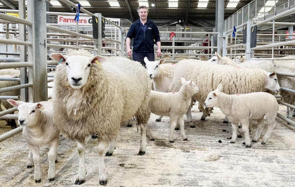 Craven Herald: John Stapleton with his latest five Continental hoggs with lambs show class winners at CCM Skipton