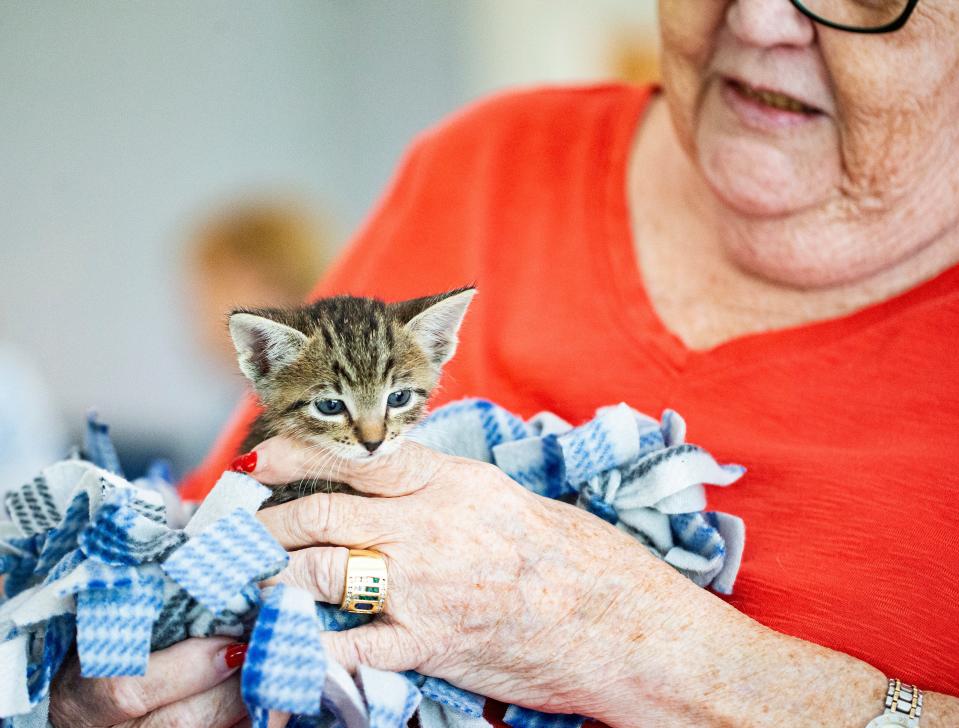 Joan Wilson holds Snickers, a kitten, at the Baker Senior Center Naples on August 11. A special event was held at the center by the Humane Society offering lessons on how to bottle feed neonatal kittens as well as offering fostering opportunities through the no-kill animal shelter.