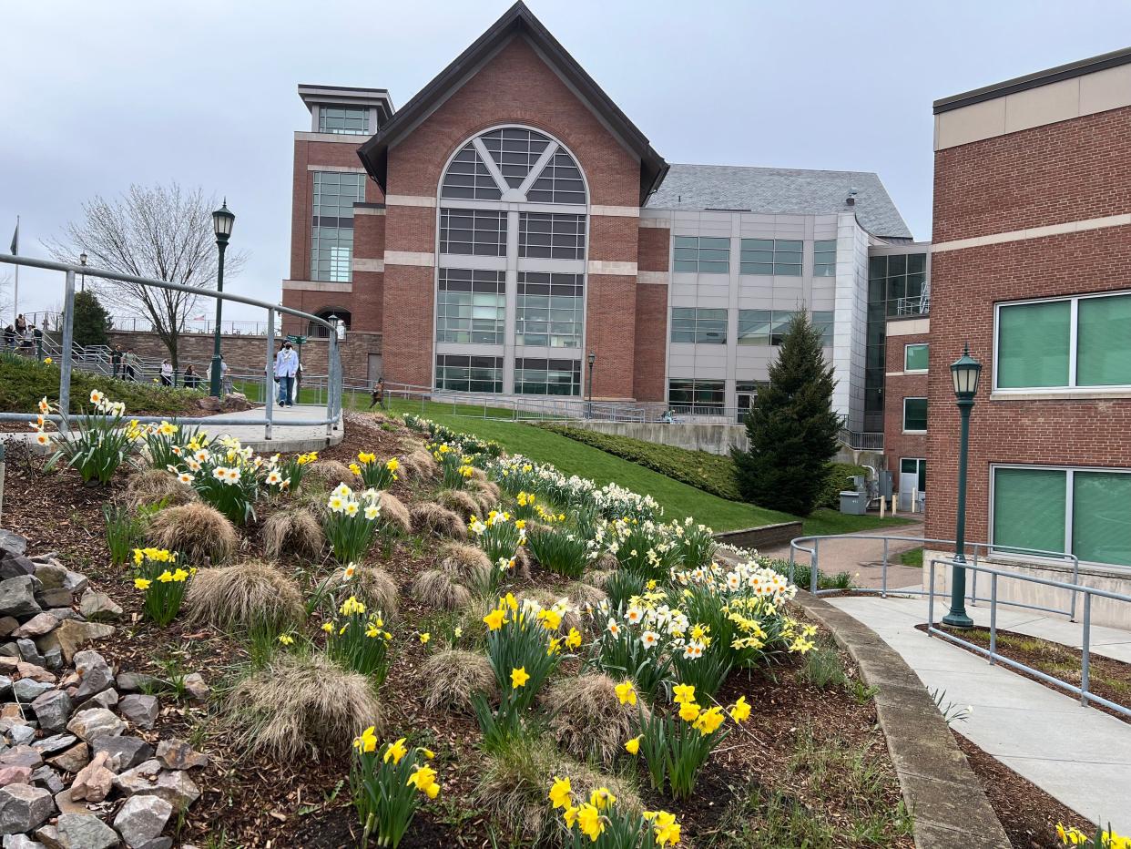 The University of Vermont Davis Center as seen in spring with the blooming daffodils on May 1, 2024.