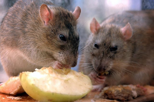 Vermin in rented homes