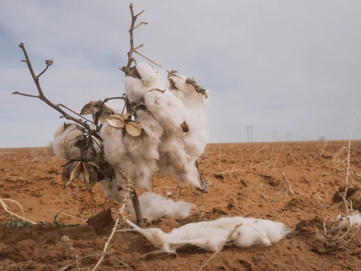 Cotton left over after the harvest in Meadow, Texas, Jan. 19, 2023. (Jordan Vonderaar/The New York Times)
