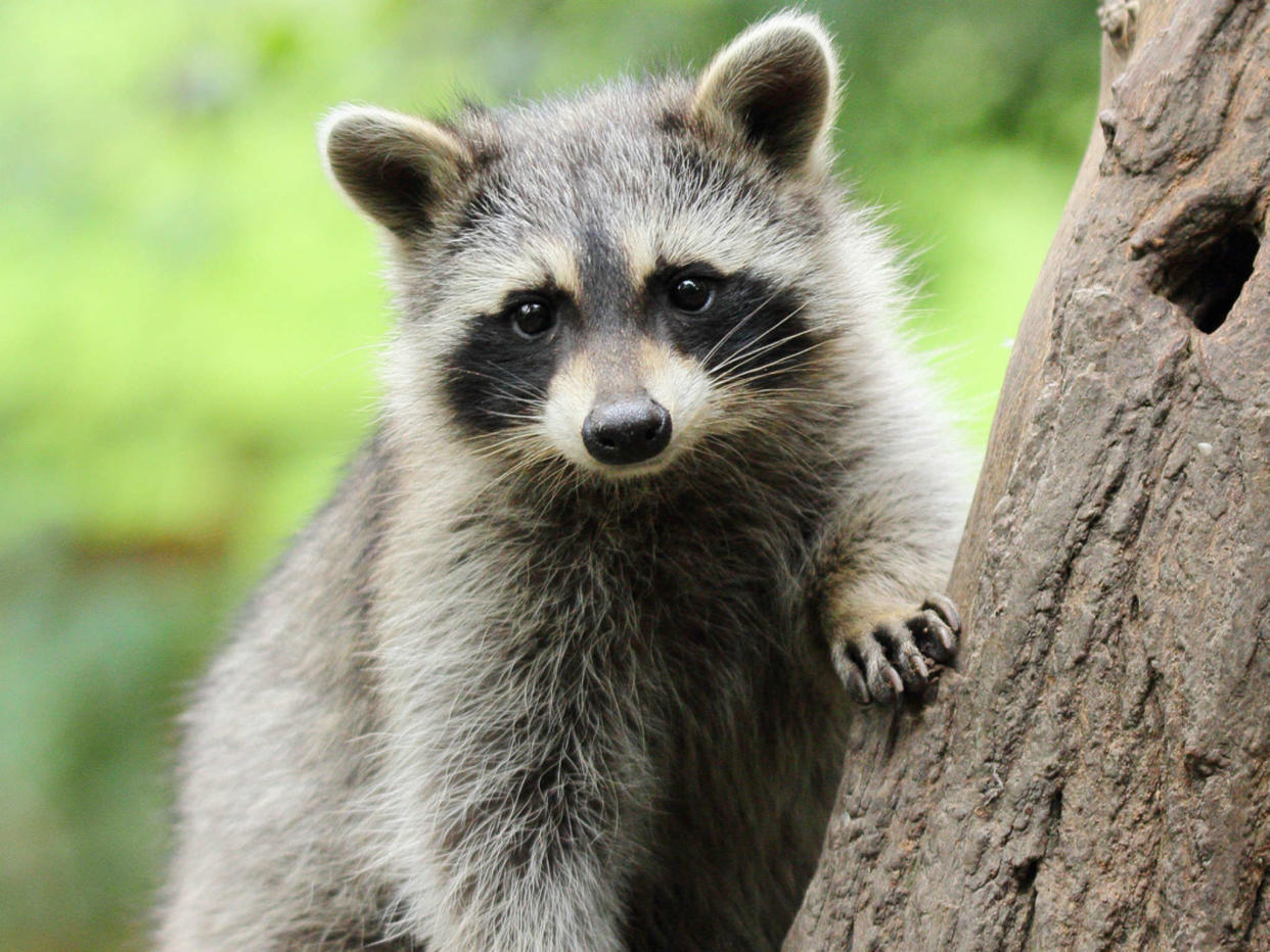 More than 20 people needed treatment after a raccoon was found to have rabies: iStock