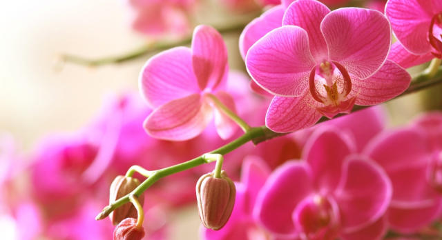 Comment arroser une orchidée ? - Le Parisien