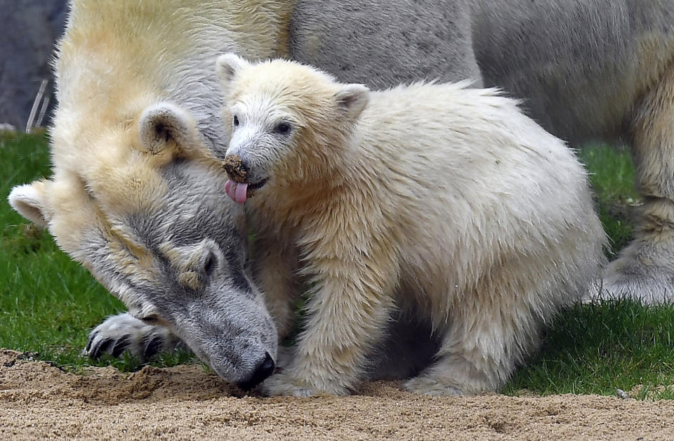 The little polar bear baby Nanook takes the first steps with her mother outside their cave at the compound at the zoo in Gelsenkirchen, Germany, on April 13, 2018. The cub was born last December and stayed inside with its mother, Lara, until today. (Photo: Martin Meissner/AP)