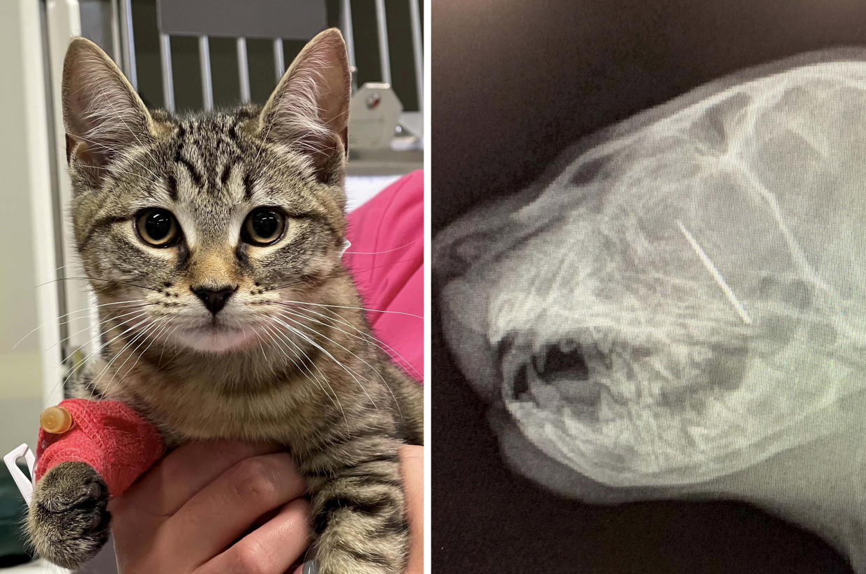 Nala the kitten needed intricate surgery to remove a sewing needle that had lodged near her eye. (SWNS)