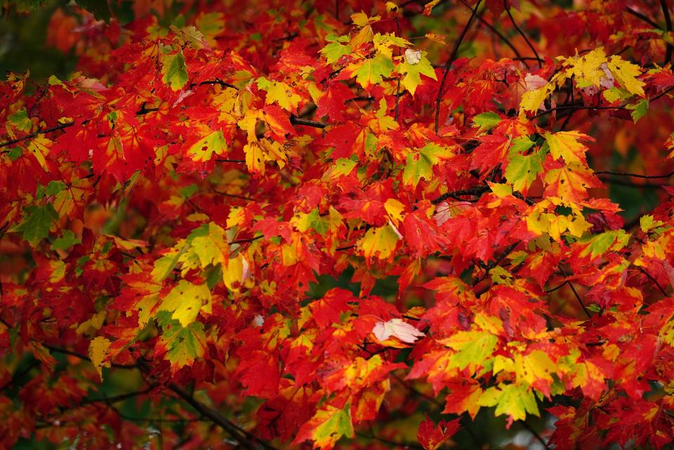 The yellows and golds in fall foliage are dependable, but the reds are dependent on weather, according to experts.