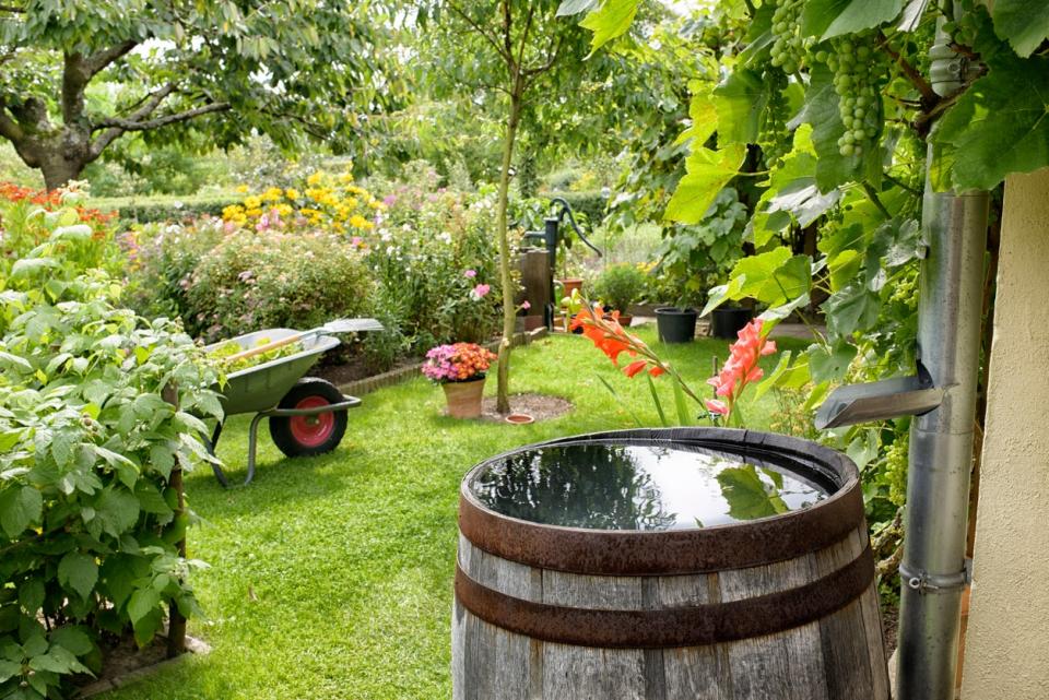 Brown wooden barrel collecting rain water from house gutter with lush plants in the background