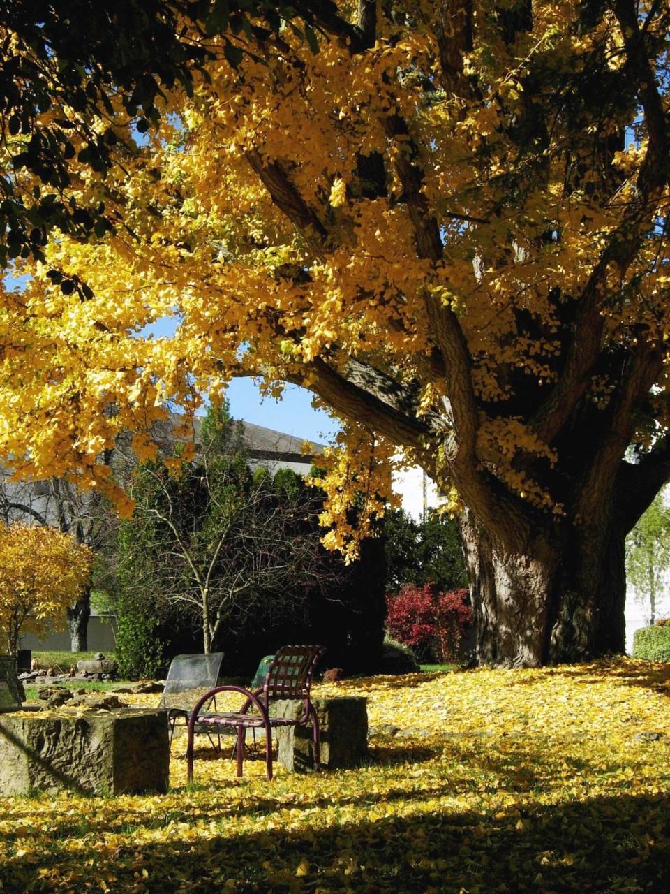 A century-old ginkgo tree at the Abbey of Gethsemani in Nelson County was brought to the monastery from Asia by Edmond Obrecht, who was abbot from 1898 to 1935.