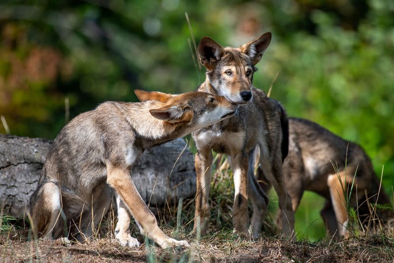 Red wolf pups are seen at Point Defiance Zoo & Aquarium, in Seattle, Washington