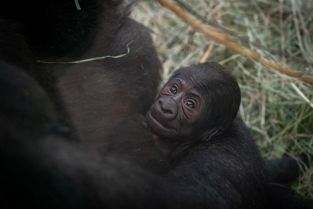 Gorilla Sully And Baby