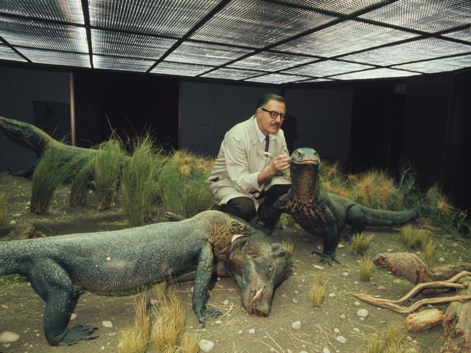 A technician adds the finishing touches to a preserved Komodo dragon at an exhibit in the American Museum of Natural History in New York.