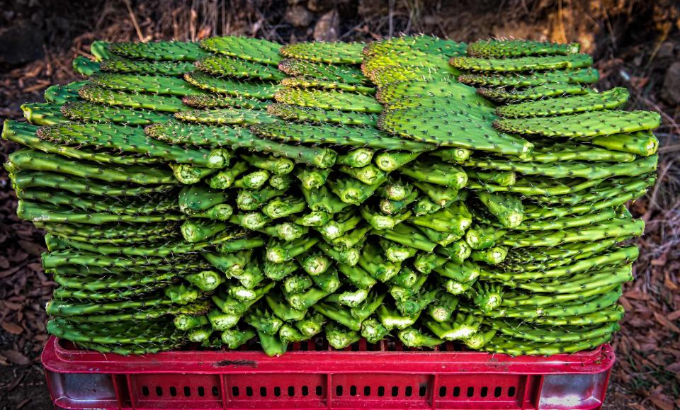 La mayor concentración de calcio la tienen las pencas de nopal grandes que se desechan en el campo porque no están tiernas. Pero al procesarlas, pueden convertirse en harina muy nutritiva. (Photo credit should read OMAR TORRES/AFP via Getty Images)