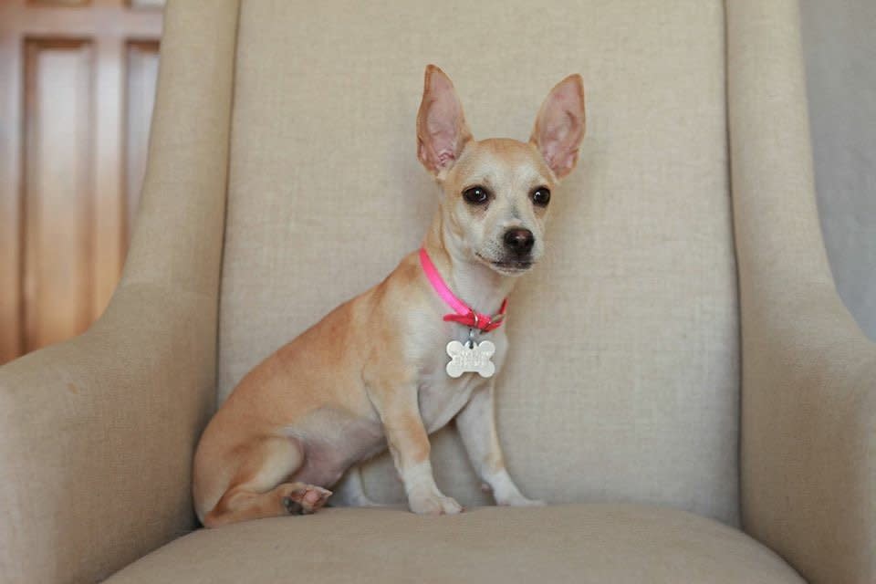 Caper is a 4-month-old Chihuahua mix who is the typical little ball of puppy energy. She has a huge personality to match her amazing set of ears, and is friendly with all she meets, two- and four-legged alike. Find out more from <a href="https://www.facebook.com/MarleysMuttsDogRescue/?fref=ts">Marley's Mutts Dog Rescue</a>.