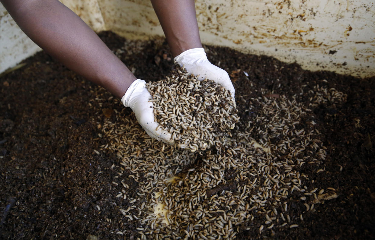 A worker holds up fly larvae waiting to be harvested at the AgriProtein project farm near Cape Town, July 10, 2014. Work on the world's largest fly farm has begun in South Africa after the European firm behind the project won much-needed funding from investors, propelling the use of insects as livestock feed beyond academic theory to a commercial venture. The farm will house 8.5 billion of flies that will produce tons of protein-rich larvae as they feed on organic waste. Picture taken July 10.  REUTERS/Mike Hutchings (SOUTH AFRICA - Tags: ANIMALS BUSINESS)