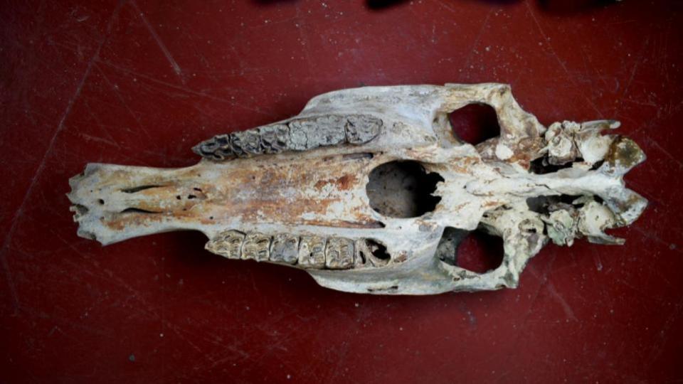 Isle of Wight County Press: 10,000-year-old Ice Age horse skull found on Island